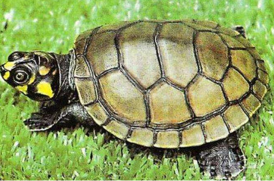 侧颈龟为什么叫垃圾龟