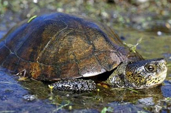 欧泽龟是深水龟吗?