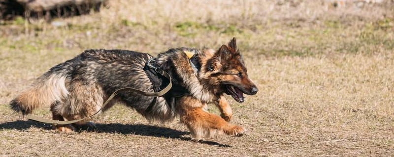 小狗喜欢咬主人的脚是因为什么 宠物圈