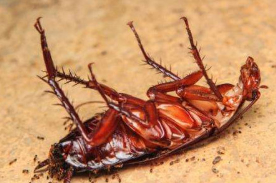 蟑螂身上有寄生虫吗
