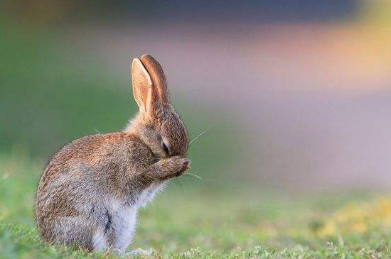 兔子讨厌主人什么表现?