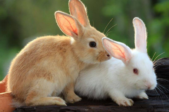 兔子耳朵辨别公母