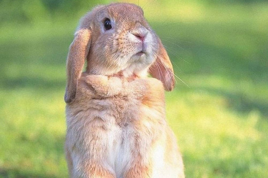 兔子能吃什么蔬菜