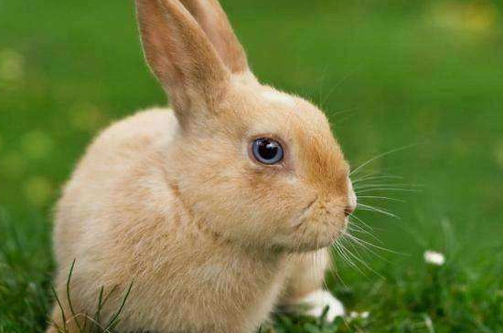 兔子能吃什么蔬菜
