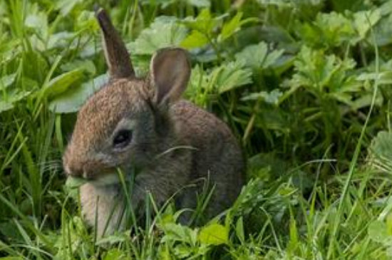兔子能吃红薯叶子吗