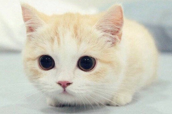 刚出生的猫多久可以睁眼睛