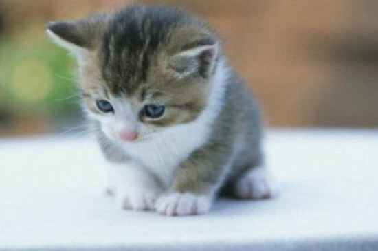 刚出生的猫多久可以睁眼睛