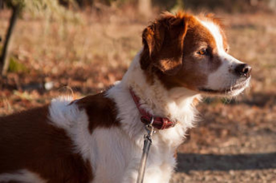 不列塔尼猎犬优缺点