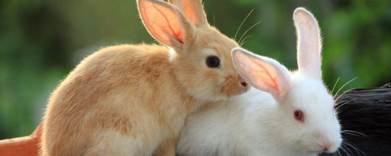 兔子尿乳白色的怎么回事