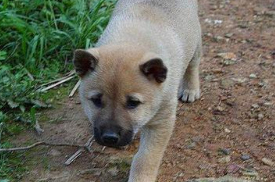 中华田园犬的缺点和优点