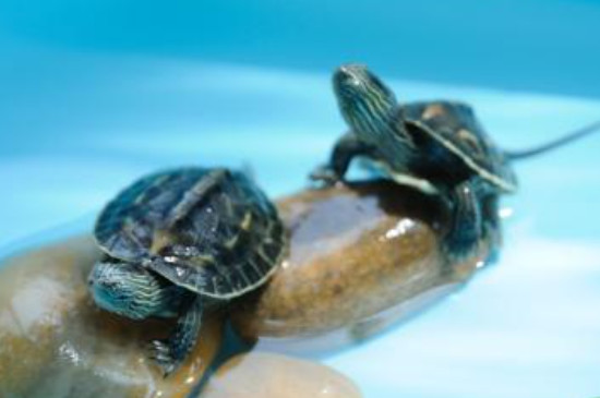 红腿陆龟是保护动物吗