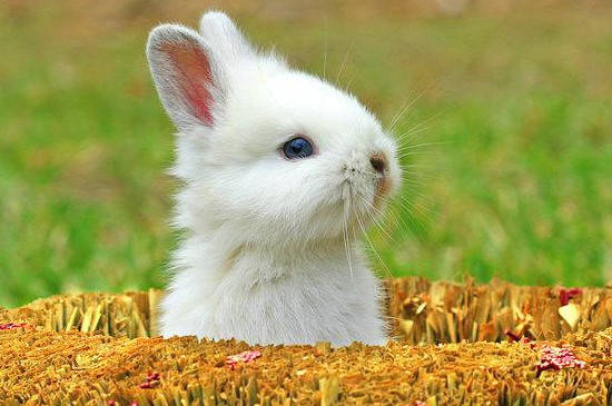 兔子发期情表现