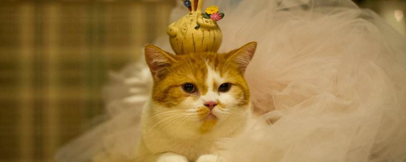 猫是色盲吗_宠物圈