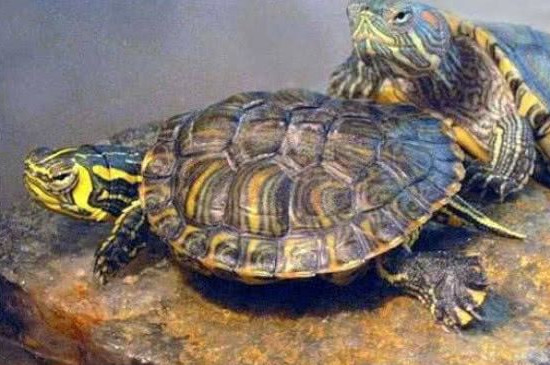 巴西龟死了是什么状态