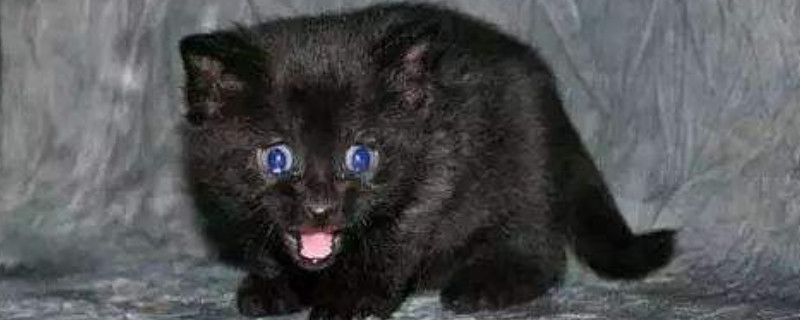 孟买猫的眼睛是什么颜色