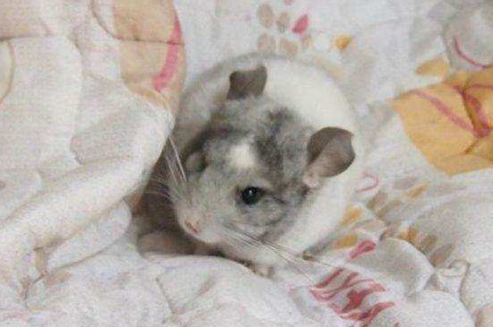 银斑龙猫怎么看着像老鼠