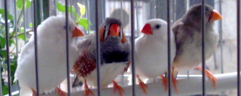 珍珠鸟和文鸟有什么区别