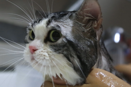 如何给猫咪洗澡不被咬