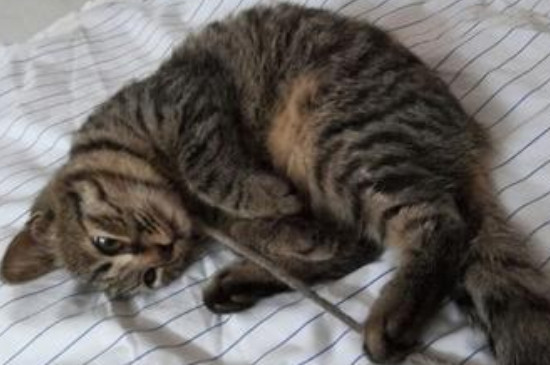 猫为什么睡地板不睡窝
