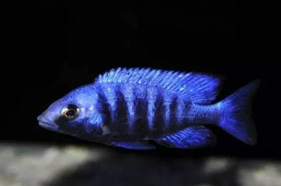 蓝宝石鱼怎么繁殖