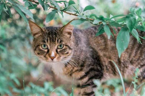 猫的肚子一直咕噜咕噜的叫怎么回事