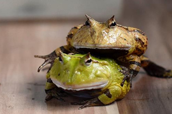 角蛙冬眠需要什么