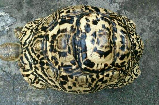 豹纹陆龟的寿命