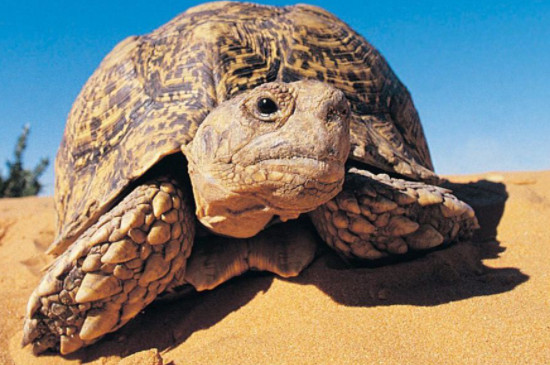 豹纹陆龟怎么分公母
