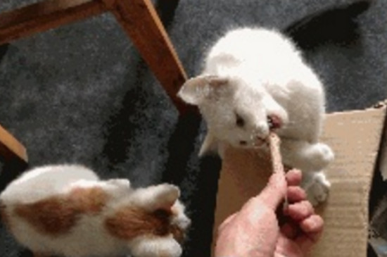 猫需要磨牙吗
