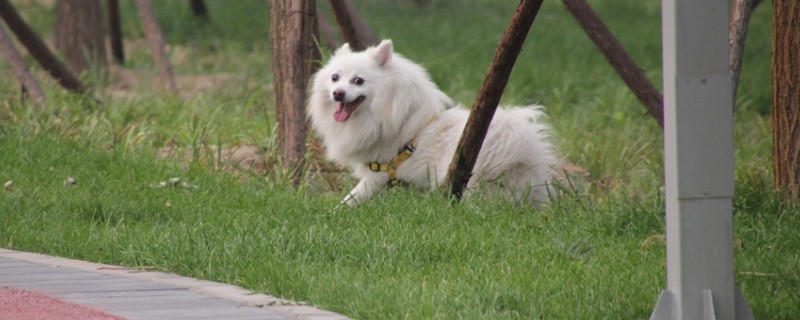 芬兰狐狸犬怎么区分