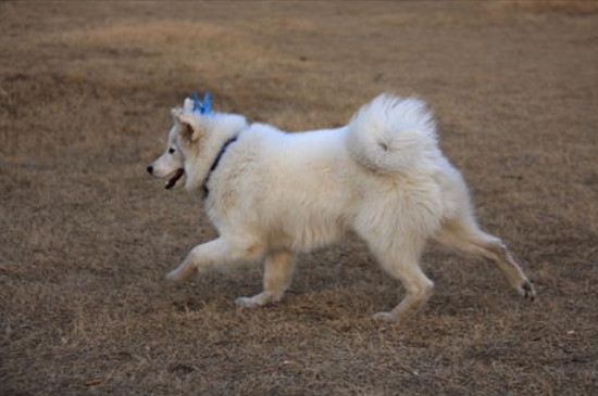 芬兰狐狸犬怎么区分