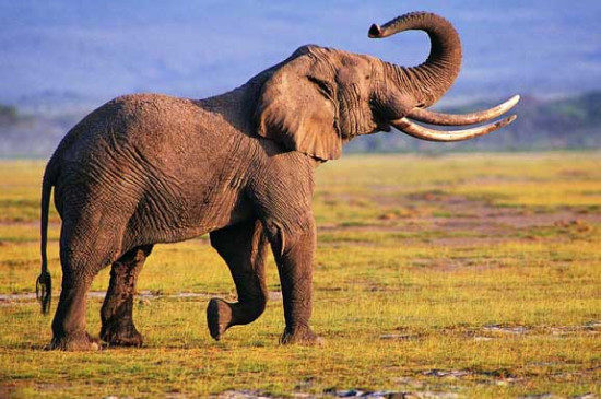 大象能吃花生吗
