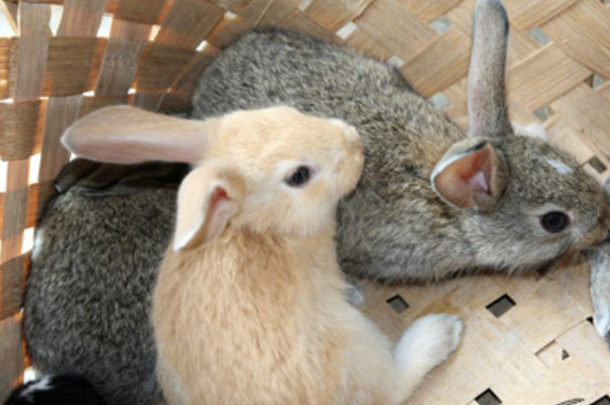 兔子能吃豆角吗