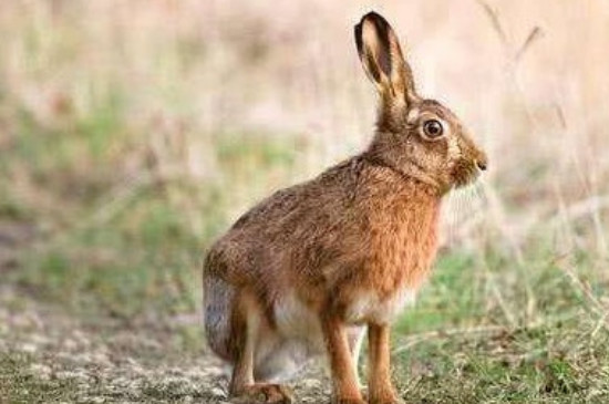 兔子能吃白萝卜吗