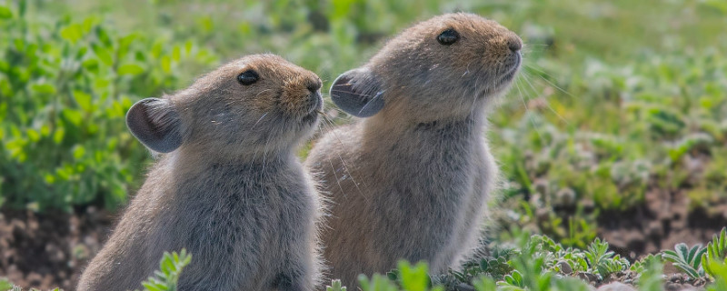 兔子吃生豆角会中毒吗