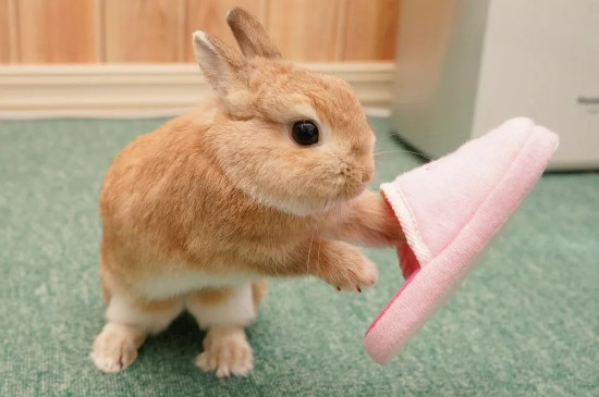 兔子能吃白菜吗
