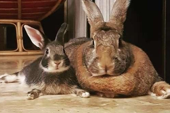 兔子能吃馒头吗