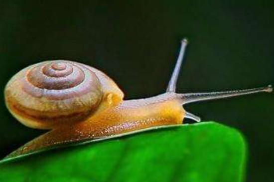 小蜗牛吃什么怎么养