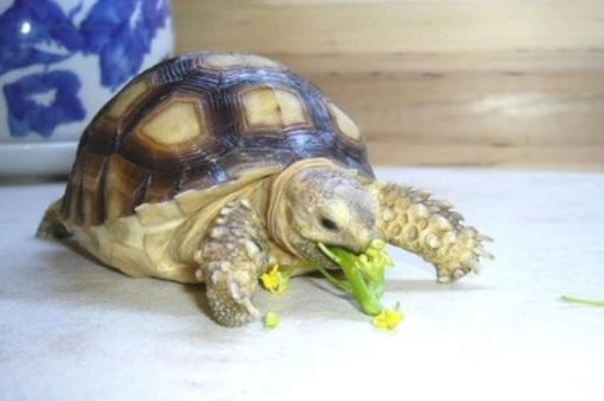 宠物龟吃什么怎么养
