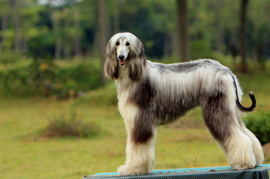 阿富汗猎犬怎么训练