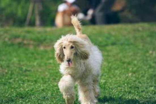 阿富汗猎犬怎么训