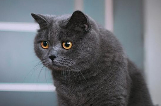 英国短毛猫怎么才能长的胖一些?