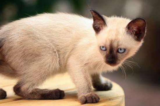 暹罗猫能吃猫薄荷吗