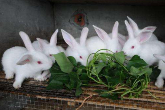 兔子饲养八大禁忌