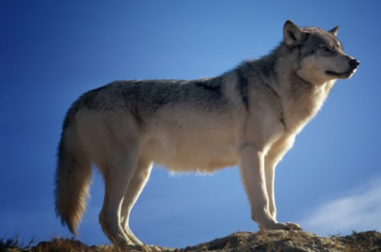 狗的祖先是狼吗