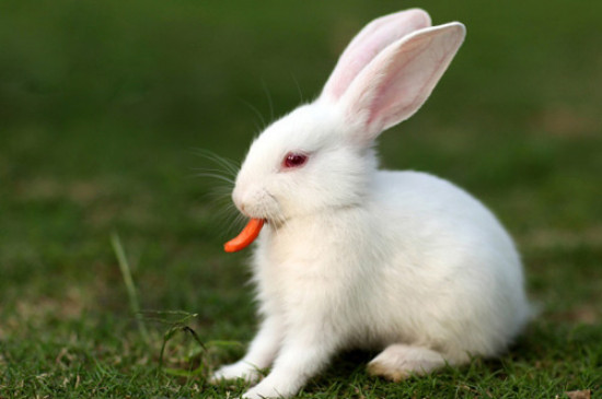 兔子磨牙棒用什么代替
