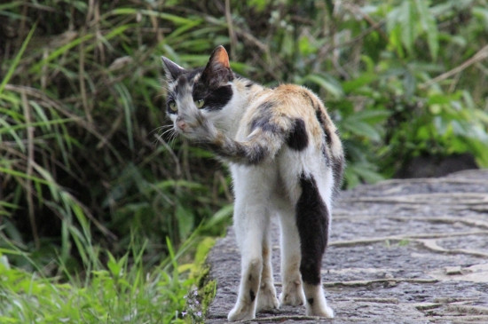 两只小猫一起养会不亲人吗