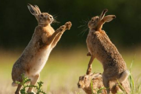 兔子为什么越养越凶