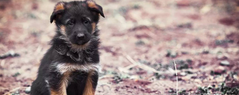 德国牧羊犬怎么看纯不纯,纯种德牧标准