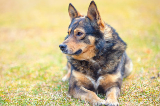 德国牧羊犬怎么看纯不纯,纯种德牧标准